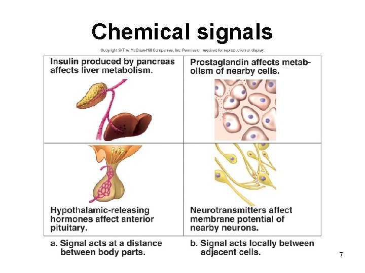 Chemical signals 7 