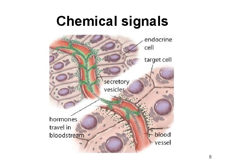 Chemical signals 8 