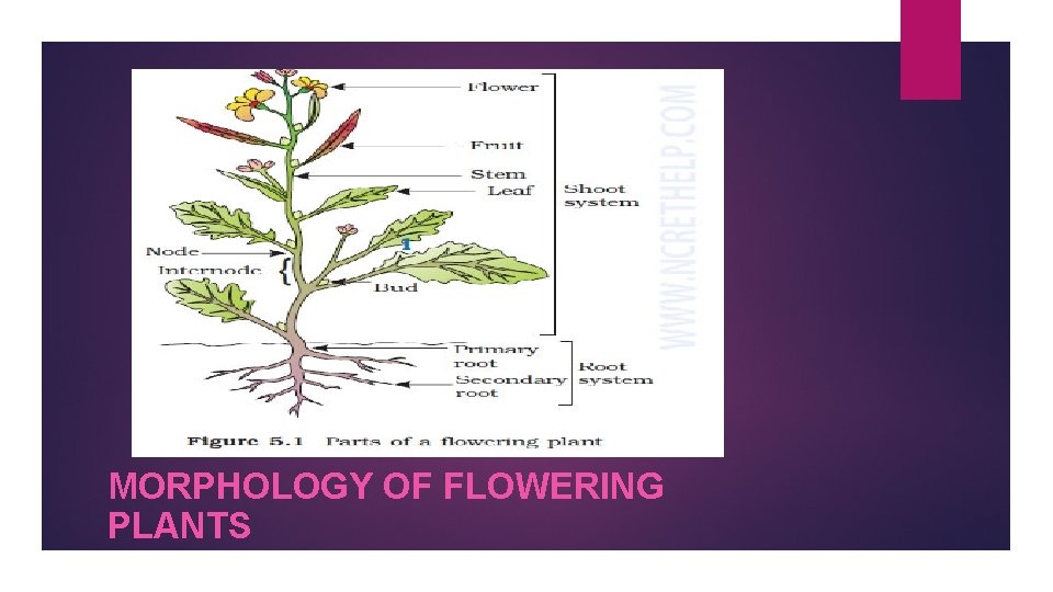 MORPHOLOGY OF FLOWERING PLANTS 