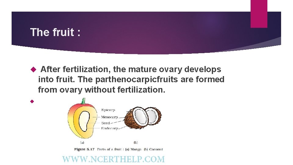 The fruit : After fertilization, the mature ovary develops into fruit. The parthenocarpicfruits are