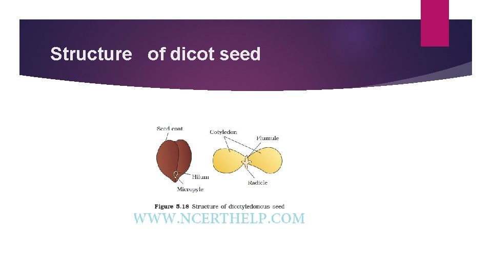 Structure of dicot seed 