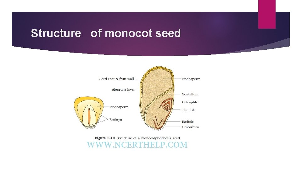 Structure of monocot seed 