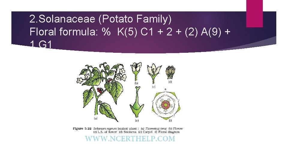 2. Solanaceae (Potato Family) Floral formula: % K(5) C 1 + 2 + (2)