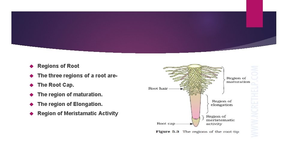  Regions of Root The three regions of a root are- The Root Cap.