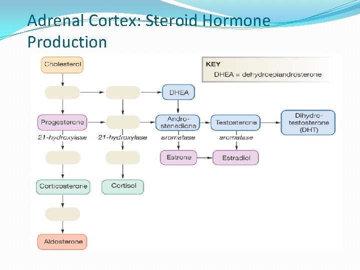 Adrenal Cortex: Steroid Hormone Production 
