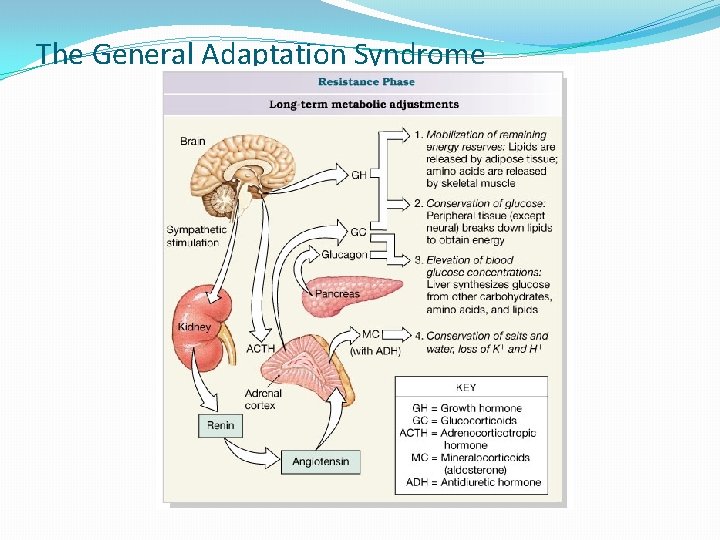 The General Adaptation Syndrome 