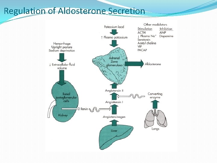 Regulation of Aldosterone Secretion 