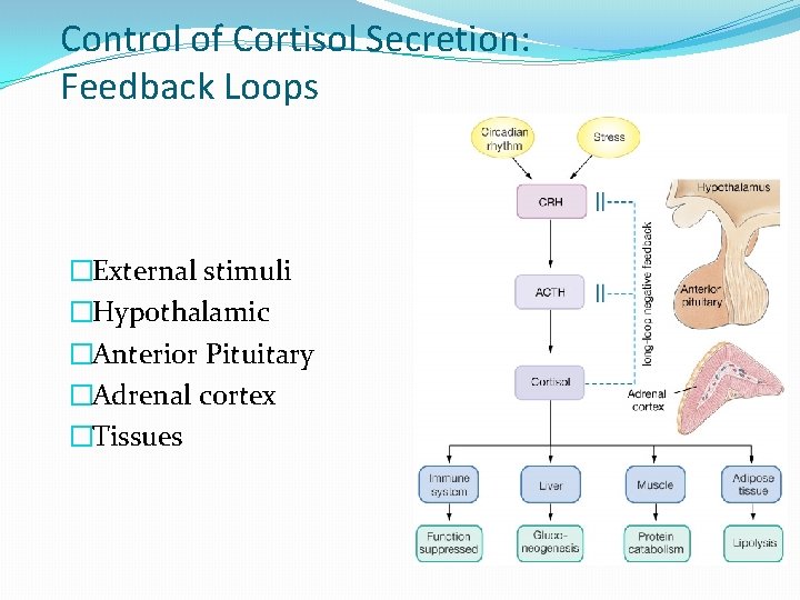 Control of Cortisol Secretion: Feedback Loops �External stimuli �Hypothalamic �Anterior Pituitary �Adrenal cortex �Tissues