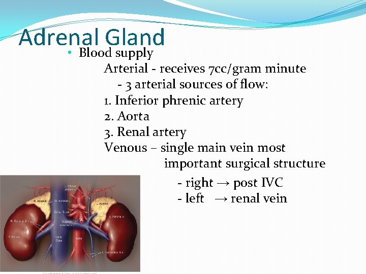 Adrenal Gland • Blood supply Arterial - receives 7 cc/gram minute - 3 arterial