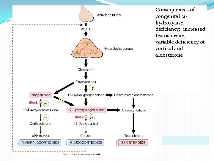 Consequences of congenital 21 hydroxylase deficiency: increased testosterone, variable deficiency of cortisol and aldosterone