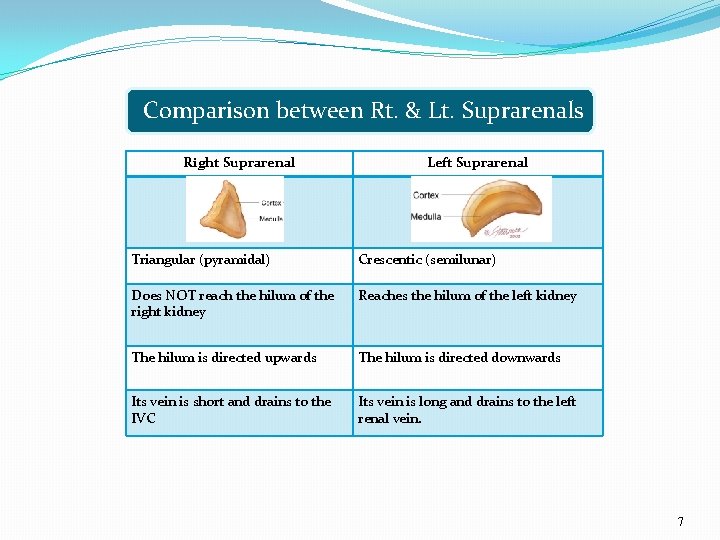 Comparison between Rt. & Lt. Suprarenals Right Suprarenal Left Suprarenal Triangular (pyramidal) Crescentic (semilunar)