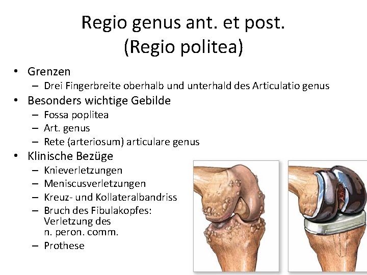 Regio genus ant. et post. (Regio politea) • Grenzen – Drei Fingerbreite oberhalb und