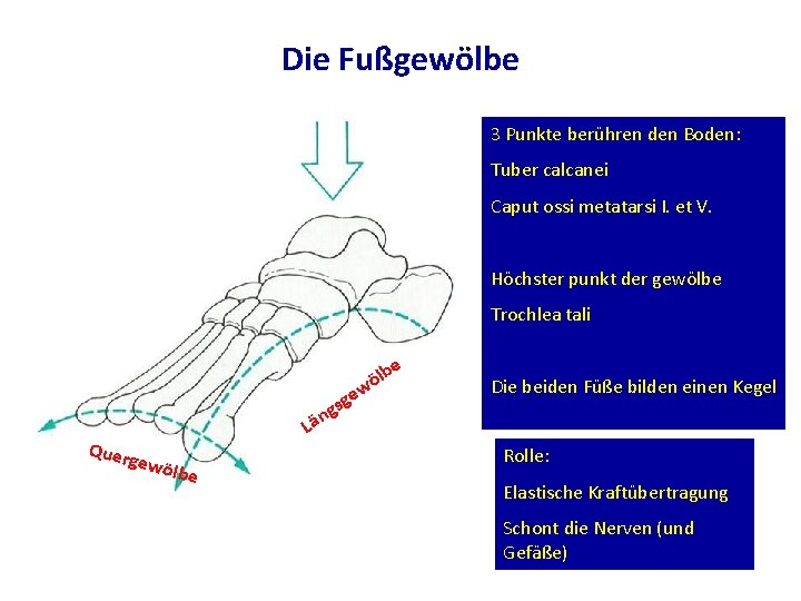 Die Fußgewölbe 3 Punkte berühren den Boden: Tuber calcanei Caput ossi metatarsi I. et