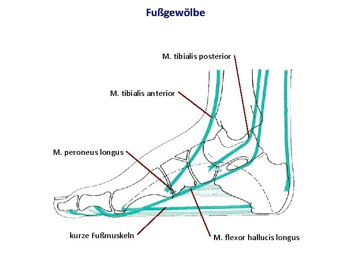 Fußgewölbe M. tibialis posterior M. tibialis anterior M. peroneus longus kurze Fußmuskeln M. flexor