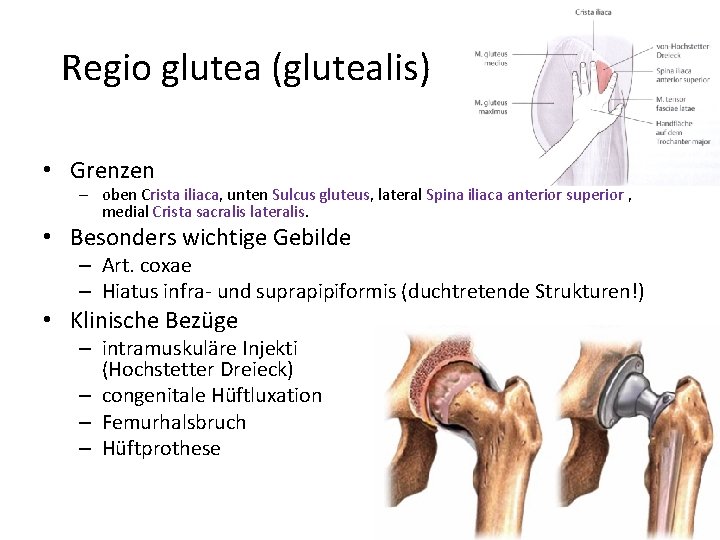 Regio glutea (glutealis) • Grenzen – oben Crista iliaca, unten Sulcus gluteus, lateral Spina