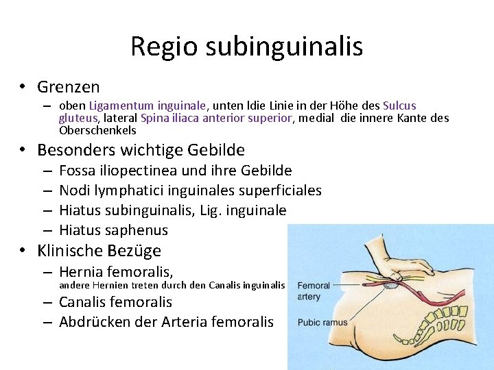 Regio subinguinalis • Grenzen – oben Ligamentum inguinale, unten ldie Linie in der Höhe