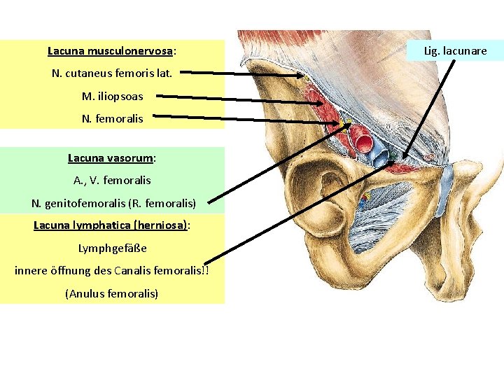 Lacuna musculonervosa: N. cutaneus femoris lat. M. iliopsoas N. femoralis Lacuna vasorum: A. ,