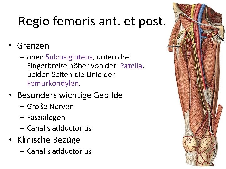 Regio femoris ant. et post. • Grenzen – oben Sulcus gluteus, unten drei Fingerbreite