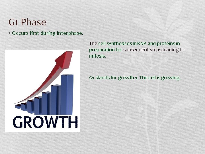 G 1 Phase • Occurs first during interphase. The cell synthesizes m. RNA and