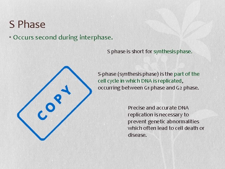 S Phase • Occurs second during interphase. S phase is short for synthesis phase.