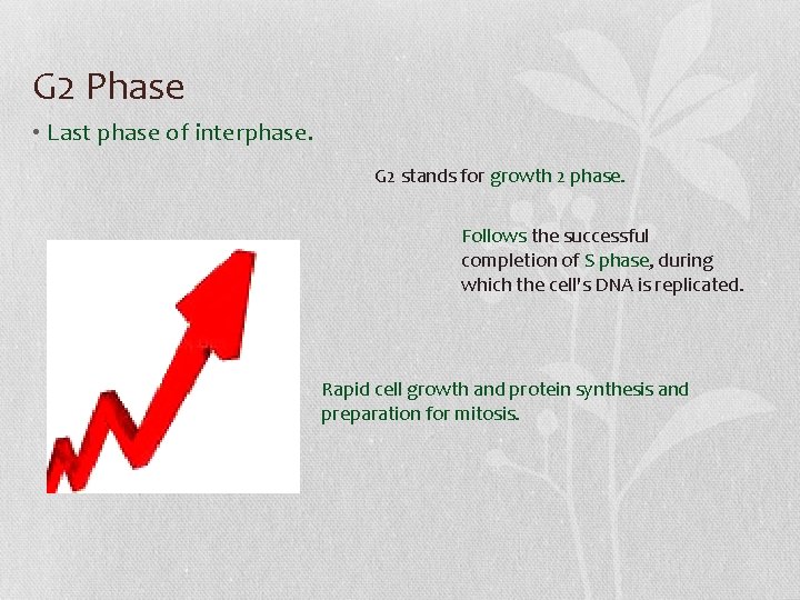 G 2 Phase • Last phase of interphase. G 2 stands for growth 2