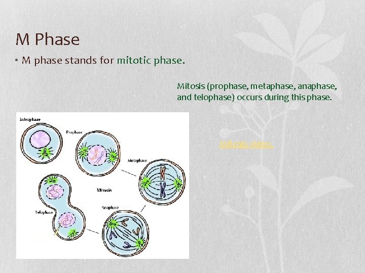 M Phase • M phase stands for mitotic phase. Mitosis (prophase, metaphase, and telophase)