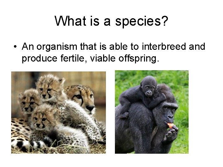 What is a species? • An organism that is able to interbreed and produce