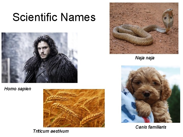 Scientific Names Naja naja Homo sapien Triticum aestivum Canis familiaris 