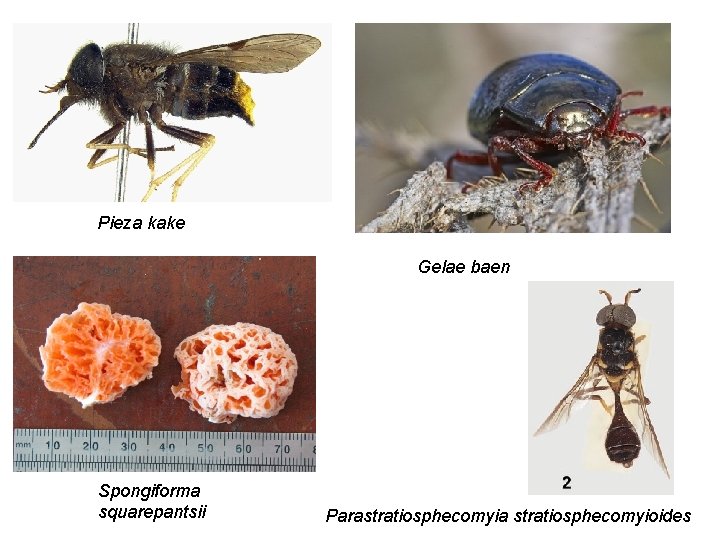 Pieza kake Gelae baen Spongiforma squarepantsii Parastratiosphecomyia stratiosphecomyioides 
