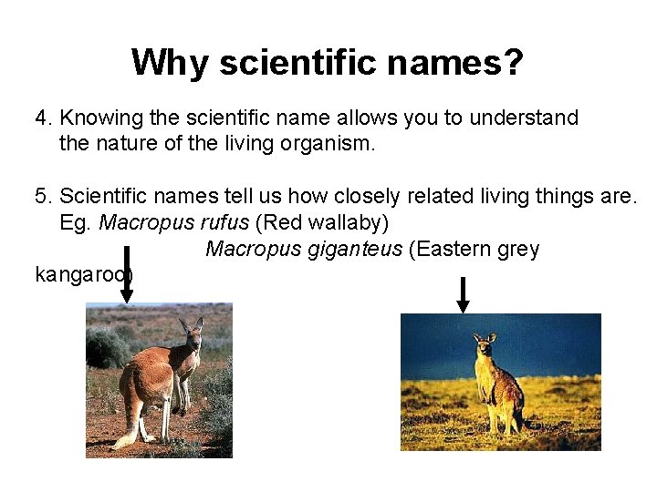 Why scientific names? 4. Knowing the scientific name allows you to understand the nature