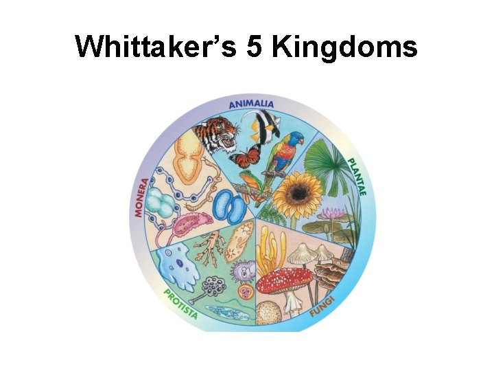 Whittaker’s 5 Kingdoms 