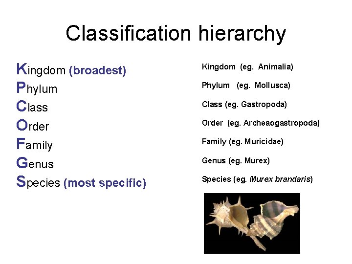 Classification hierarchy Kingdom (broadest) Phylum Class Order Family Genus Species (most specific) Kingdom (eg.