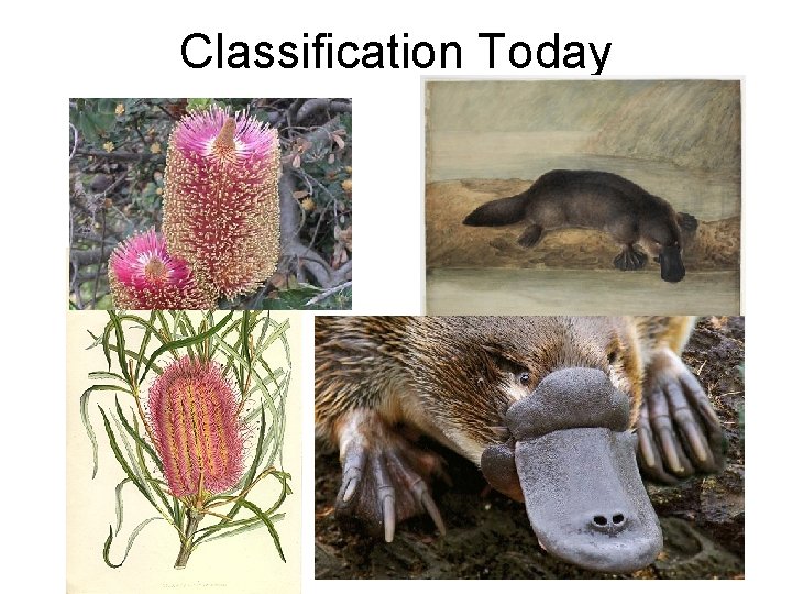 Classification Today 