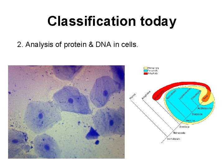 Classification today 2. Analysis of protein & DNA in cells. 