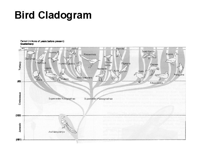 Bird Cladogram 