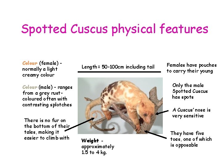 Spotted Cuscus physical features Colour (female) normally a light creamy colour Length= 50 -100