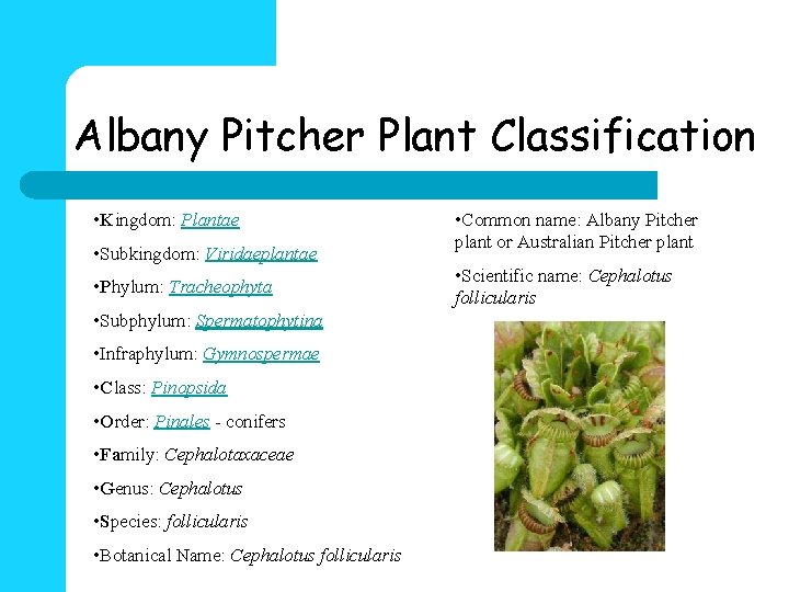 Albany Pitcher Plant Classification • Kingdom: Plantae • Subkingdom: Viridaeplantae • Phylum: Tracheophyta •
