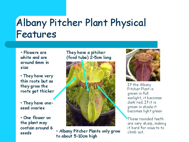 Albany Pitcher Plant Physical Features • Flowers are white and are around 6 mm