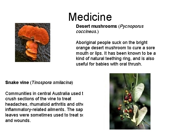 Medicine Desert mushrooms (Pycnoporus coccineus. ) Aboriginal people suck on the bright orange desert