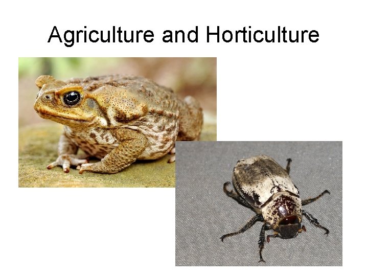 Agriculture and Horticulture 