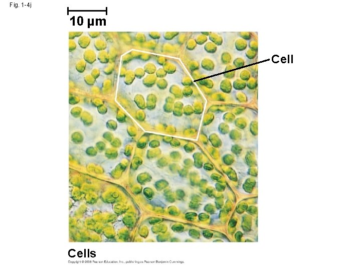 Fig. 1 -4 j 10 µm Cells 