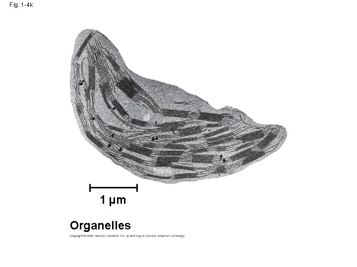Fig. 1 -4 k 1 µm Organelles 