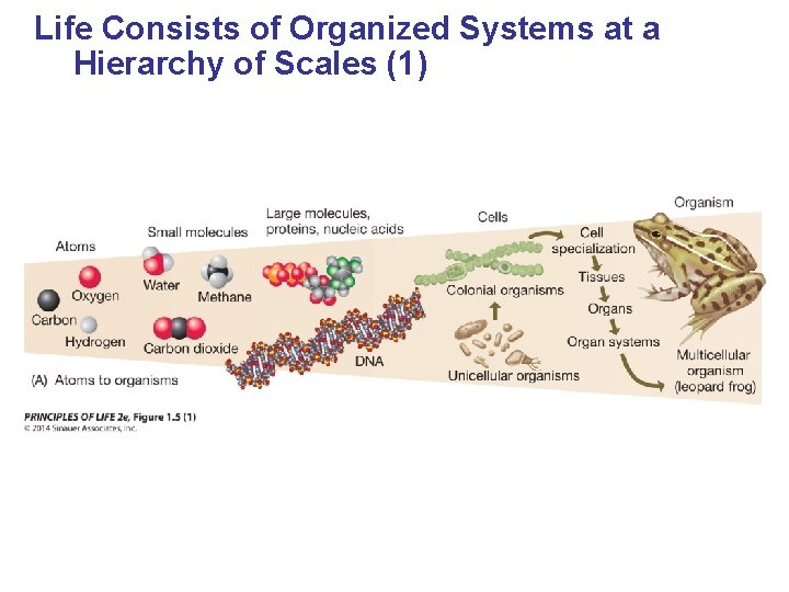 Life Consists of Organized Systems at a Hierarchy of Scales (1) 