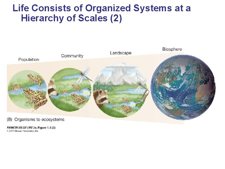 Life Consists of Organized Systems at a Hierarchy of Scales (2) 