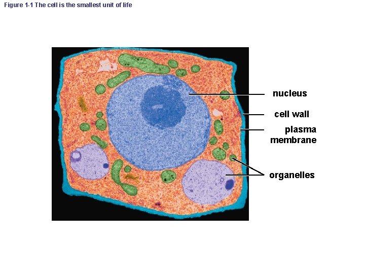 Figure 1 -1 The cell is the smallest unit of life nucleus cell wall