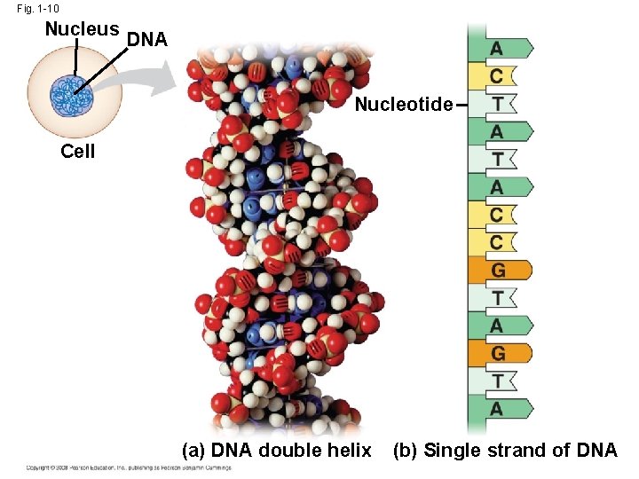 Fig. 1 -10 Nucleus DNA Nucleotide Cell (a) DNA double helix (b) Single strand