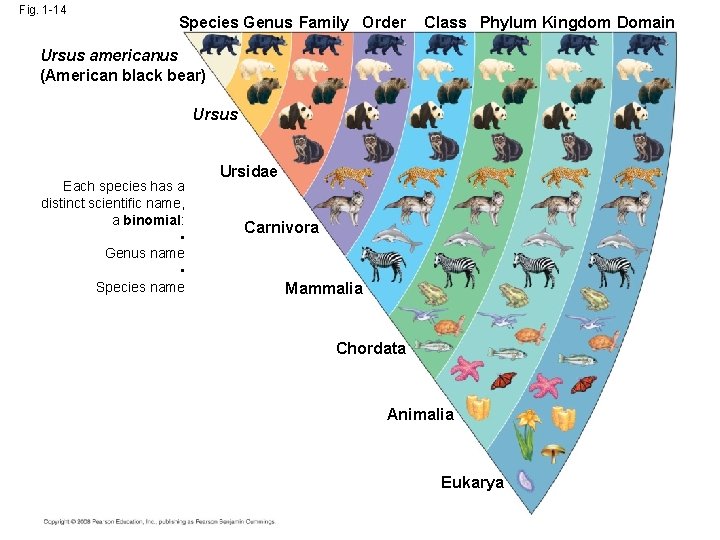 Fig. 1 -14 Species Genus Family Order Class Phylum Kingdom Domain Ursus americanus (American
