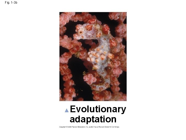 Fig. 1 -3 b Evolutionary adaptation 