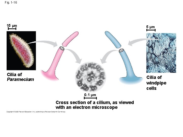 Fig. 1 -16 15 µm Cilia of Paramecium Cilia of windpipe cells 0. 1