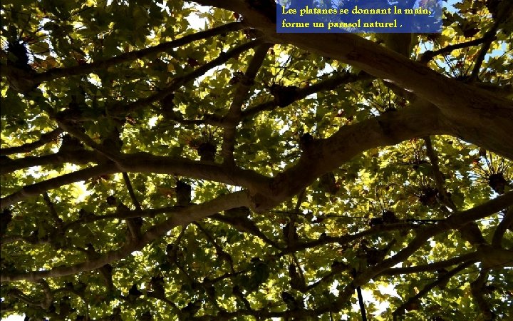 Les platanes se donnant la main, forme un parasol naturel. 